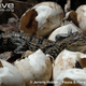 Illustration for article titled Sunday Crocodilian - Crocodylus siamensis Edition